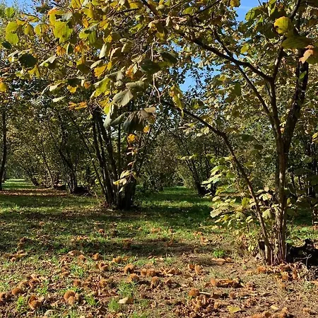 Splendida Con Piscina Villa Vignanello